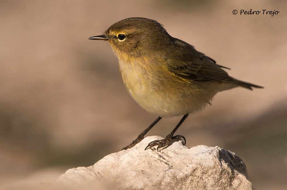 Mosquitero común (Phylloscopus collybita)